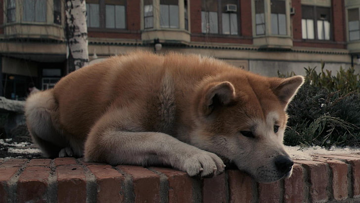 adult tan and white Siberian husky, sadness, dog, lies, waiting, Akita inu, Hachiko:the most loyal friend, HD wallpaper