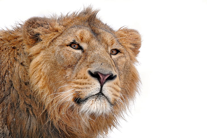 bigode, rosto, predador, leão, juba, parece, sobre um fundo branco, leão, jovem, panthera leo, HD papel de parede