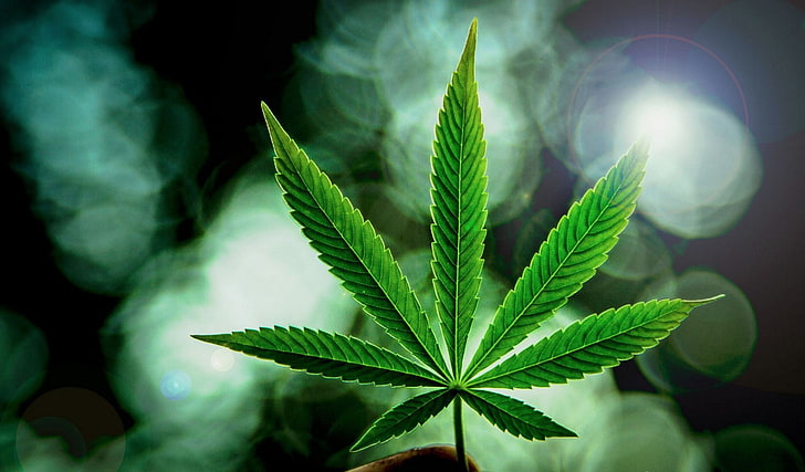 420, cannabis, marijuana, erba, Sfondo HD