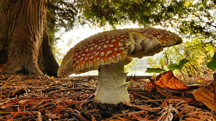 red and white fungus mushroom, nature, mushroom, HD wallpaper