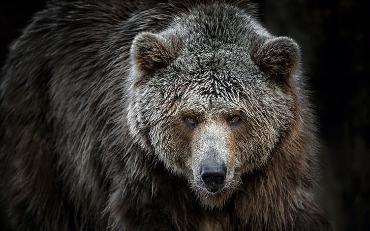 björnar, djur, Grizzly Bears, HD tapet