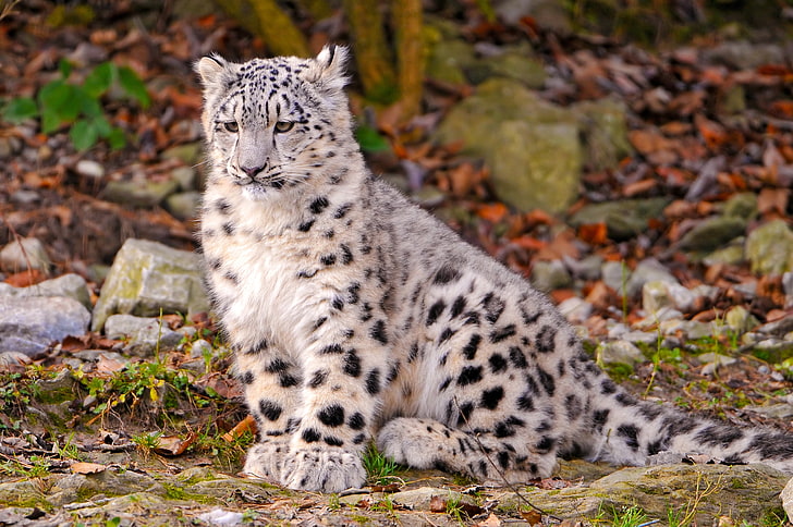white and black leopard, snow leopard cub, leaves, autumn, HD wallpaper