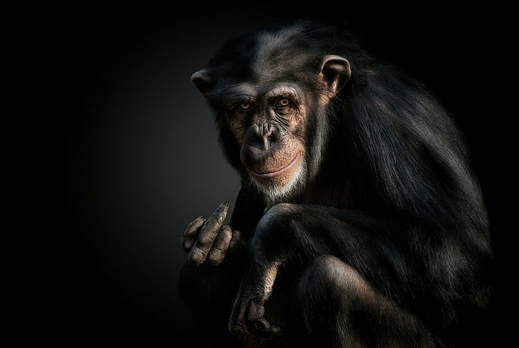 Monyet, Simpanse, Monyet, Primata, Wallpaper HD