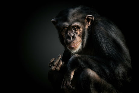 Маймуни, шимпанзе, маймуна, примат, HD тапет HD wallpaper