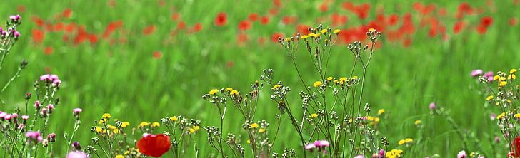 Feld von Frühlingsblumen, Blumenbeet, Jahreszeiten, Frühling, Blumen, Feld, HD-Hintergrundbild