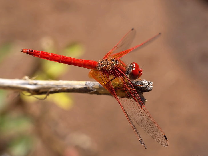 red dragonfly, insect, flight, color, plant, HD wallpaper