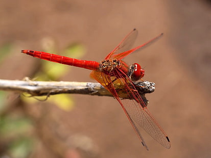 red dragonfly, insect, flight, color, plant, HD wallpaper HD wallpaper