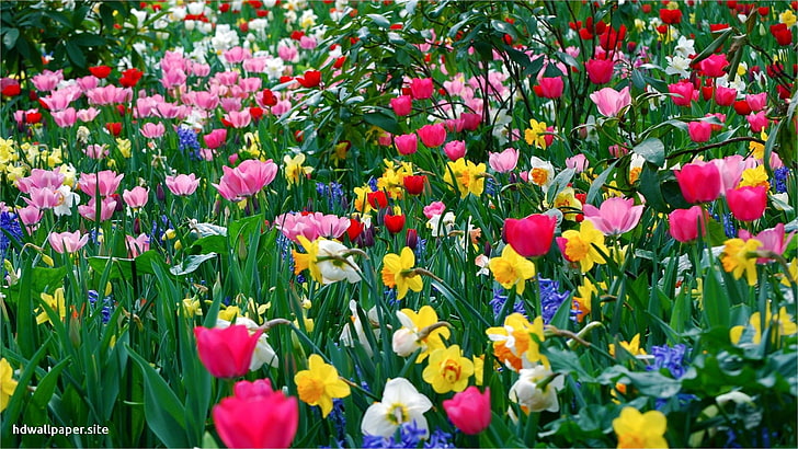 colores, flores, naturaleza, prado, HD tapet