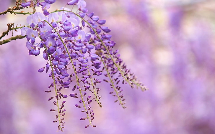 flowers-purple-flowers-depth-of-field-nature-wallpaper-preview.jpg
