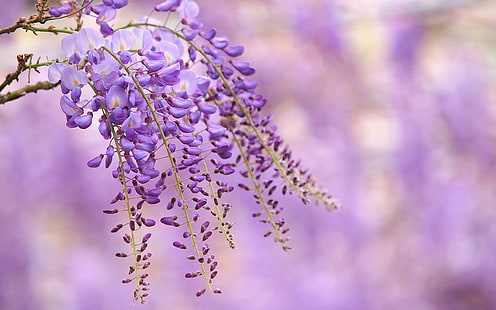 messa a fuoco selettiva fotografia di fiori viola a petali, fiori, fiori viola, profondità di campo, natura, glicine, piante, Sfondo HD HD wallpaper