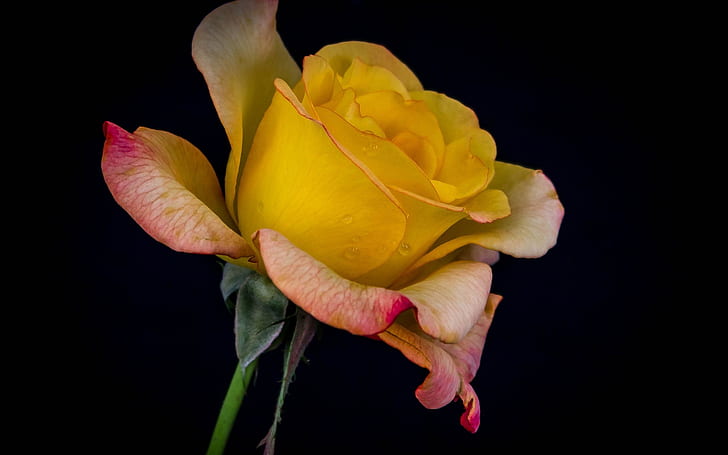 Yellow rose, black background, Yellow, Rose, Black, Background, HD wallpaper