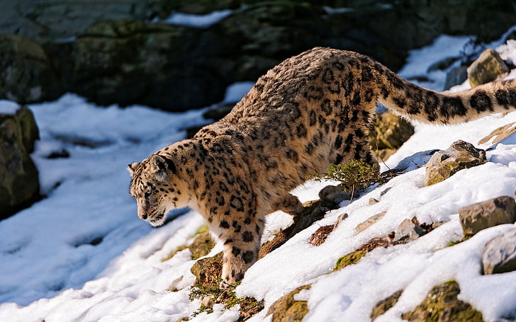 leopardo de las nieves, leopardo de las nieves, nieve, colinas, Fondo de pantalla HD