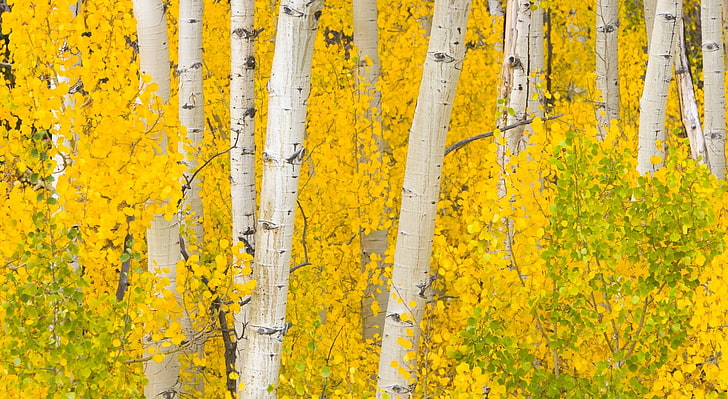 Златни Аспенс, Скалисти планини, Колорадо, бели дървета с жълти листа, Сезони, Есен, Жълто, Планини, Златни, Колорадо, Скалисти, Аспенс, HD тапет