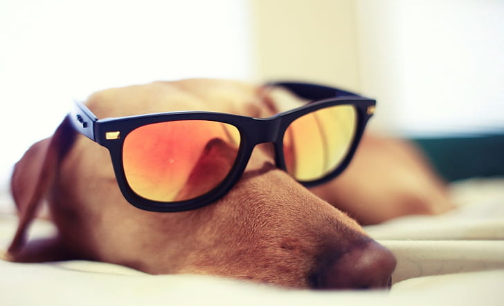 Dog, Glasses, Sleeping, dog, glasses, sleeping, 2292x1395, HD wallpaper