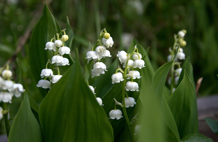 lily of the valley, leaves, white, lilies of the valley, HD wallpaper
