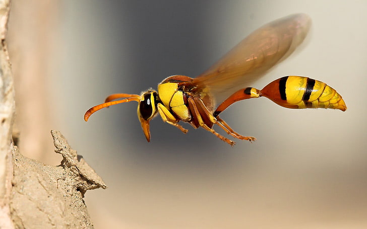 wasp, macro, insect, animals, HD wallpaper