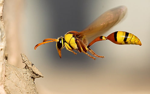 มดตะนอยแมโครแมลงสัตว์, วอลล์เปเปอร์ HD HD wallpaper