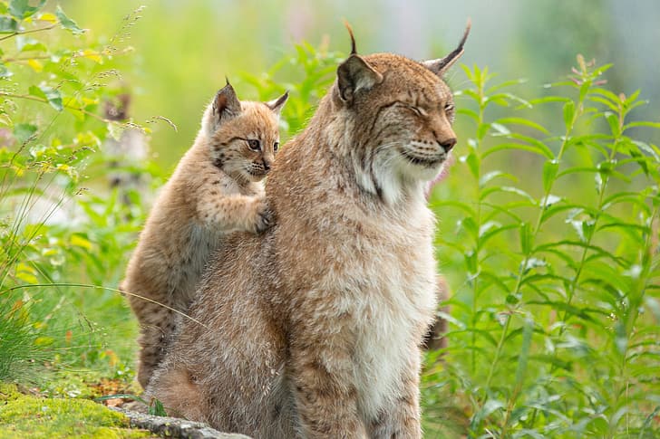 grass, cub, kitty, lynx, wild cat, massage, a small lynx, HD wallpaper