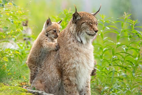  grass, cub, kitty, lynx, wild cat, massage, a small lynx, HD wallpaper HD wallpaper