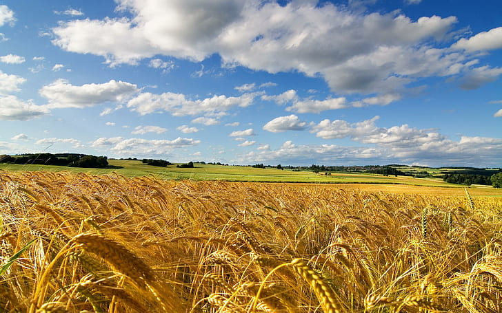 Musim panas ladang jagung, musim panas, alam, ladang jagung, Wallpaper HD