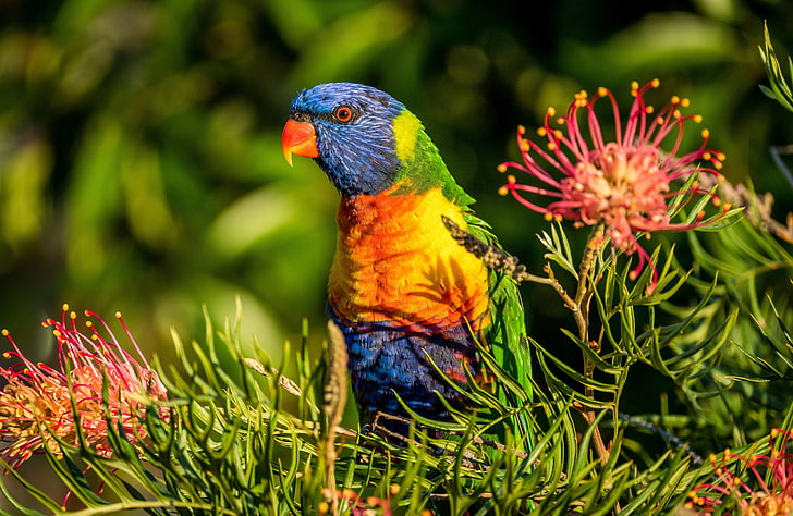 fiori, uccelli, pappagalli, Lorichetto multicolor, Grevillea, Lorichetto arcobaleno, Sfondo HD