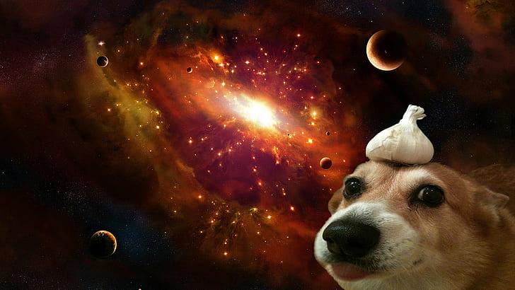 1920x1080 px Corgi dog Чеснок космическая вселенная Люди Глаза HD Art, Космос, вселенная, собака, корги, 1920x1080 px, Чеснок, HD обои