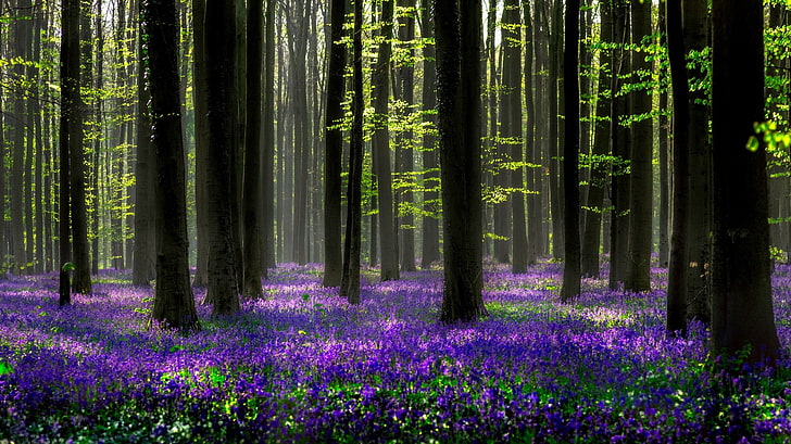purple lavender flowers, forest, light, trees, flowers, nature, spring, HD wallpaper