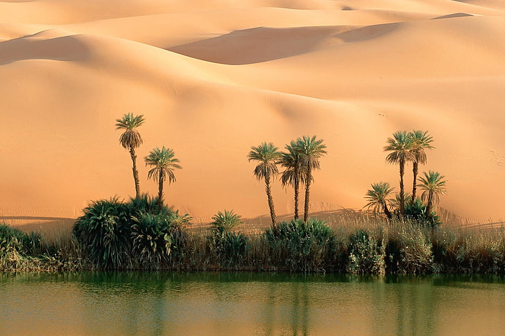 desert, oasis, HD wallpaper