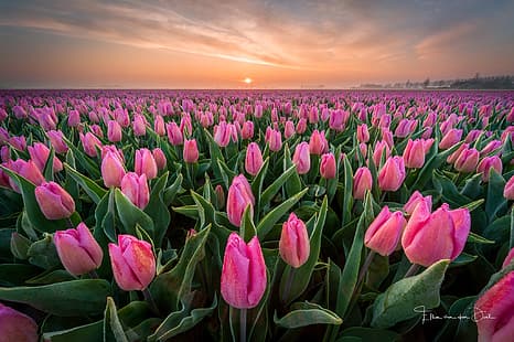 campo, rosa, primavera, mañana, tulipanes, países bajos, Fondo de pantalla HD HD wallpaper