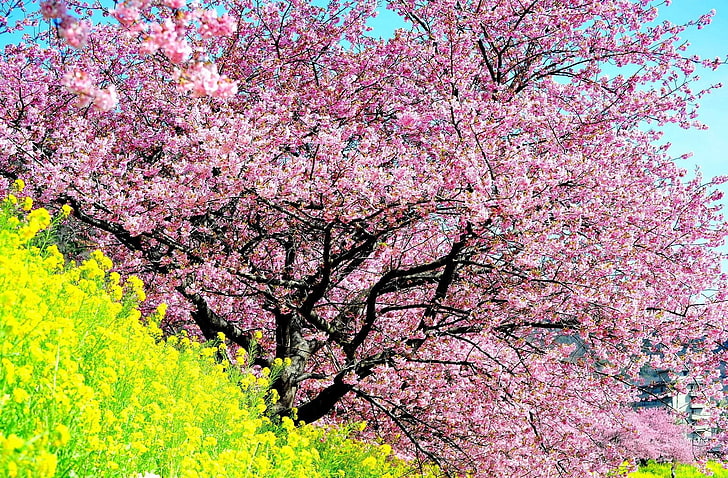 pink and black tree, cherry, blossom, tree, spring, slope, HD wallpaper