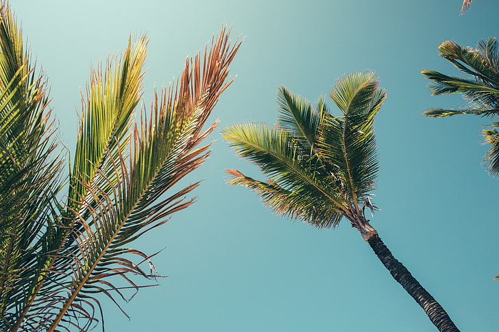 palmeras, verano, cielo despejado, Fondo de pantalla HD