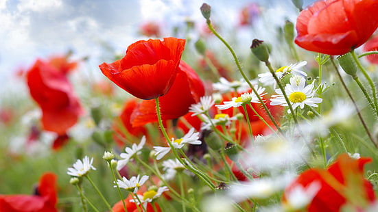 ดอกไม้ดอกป๊อปปี้ดอกไม้สีแดง, วอลล์เปเปอร์ HD HD wallpaper