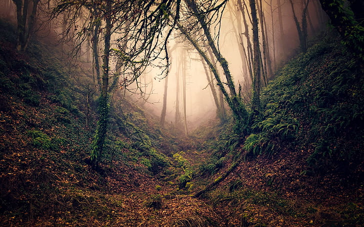 Forest, trees, branches, ravine, fog, Forest, Trees, Branches, Ravine, Fog, HD wallpaper