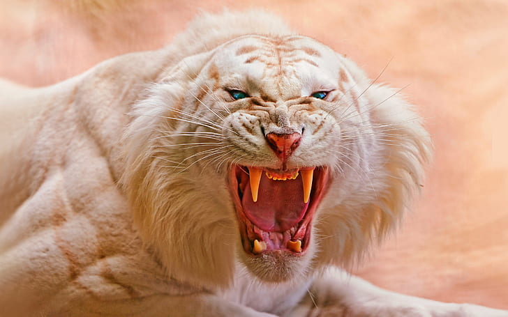 Кошки, Белый тигр, Альбинос, Животное, Кошка, Млекопитающее, Сибирский, Тигр, HD обои