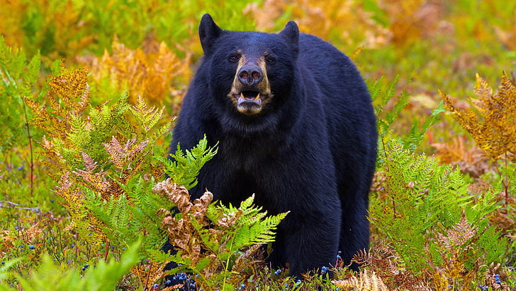 black bear, HD wallpaper