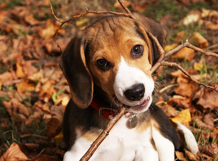 Cute Beagle Puppy, tri-color beagle puppy, Animals, Pets, Puppy, Beagle, Cute, HD wallpaper