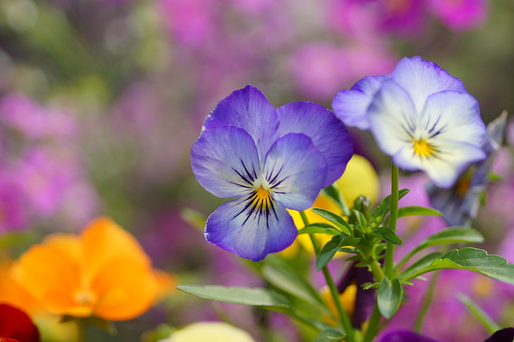 purple Viola tricolor flowers, flowers, blue, Pansy, field, viola, HD wallpaper