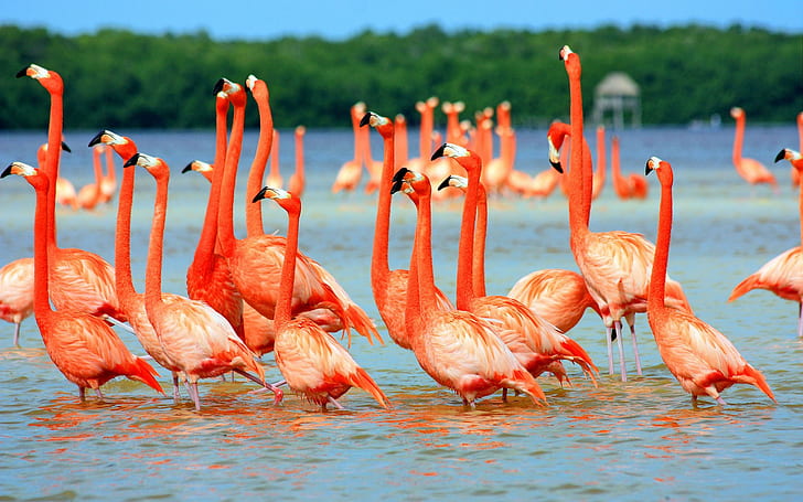 animals, flamingos, lake, nature, birds, HD wallpaper