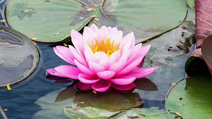 water lily, lily, pond, flower, plant, pink flower, flora, leaf, aquatic plant, flowering plant, water, HD wallpaper