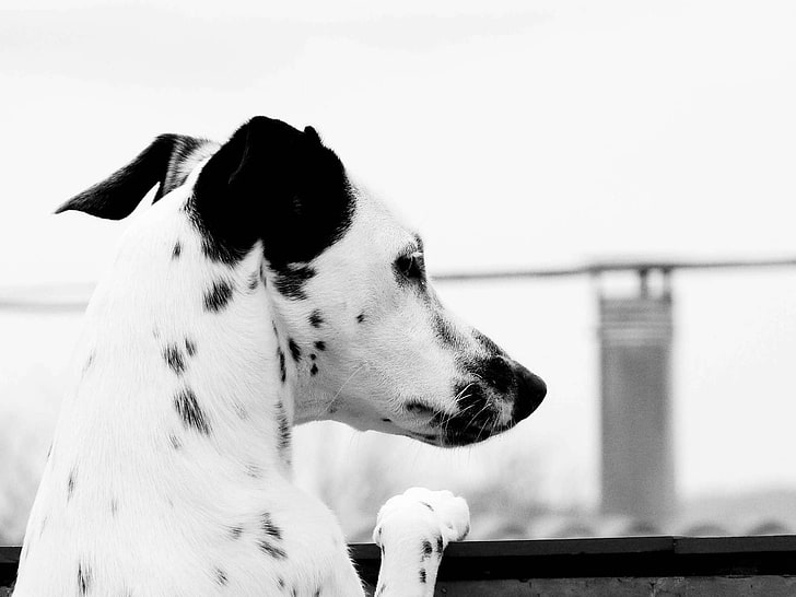 graycale Dalmatian, dalmatian, dog, brindle, ears, HD wallpaper
