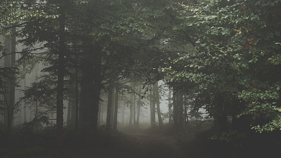 grünblättriger Baum, grüner Baum, Fotografie, dunkel, Wald, Bäume, Blätter, Nebel, Pfad, Pflanzen, Regen, Natur, HD-Hintergrundbild HD wallpaper