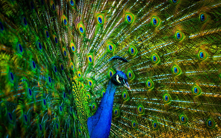 Peacock, feather, 4k, HD wallpaper | Wallpaperbetter
