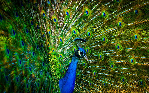 Peacock beautiful feathers, Peacock, Beautiful, Feathers, HD wallpaper HD wallpaper