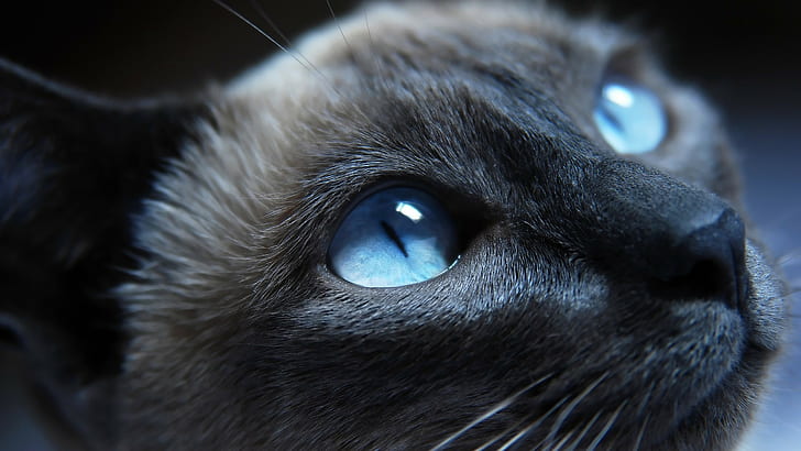 сини очи, животни, котка, сиамски котки, HD тапет