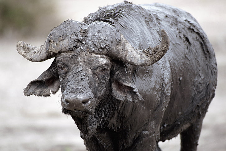black water buffalo, buffalo, mud, cooling, HD wallpaper