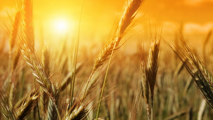 зеленое рисовое зерно, природа, растения, солнечный свет, пшеница, HD обои