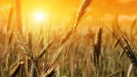 grünes Reiskorn, Natur, Pflanzen, Sonnenlicht, Weizen, HD-Hintergrundbild HD wallpaper