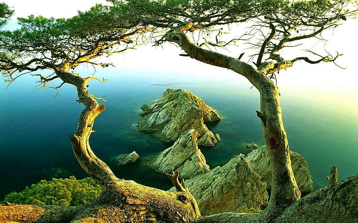 naturaleza, paisaje, árboles, roca, costa, niebla, mar, agua, Fondo de pantalla HD