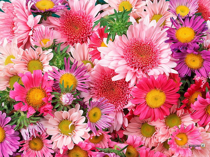 daisies and mums.jpg colorful mums Pink HD, pink and purple flower lot, nature, flower, colorful, pink, mums, HD wallpaper