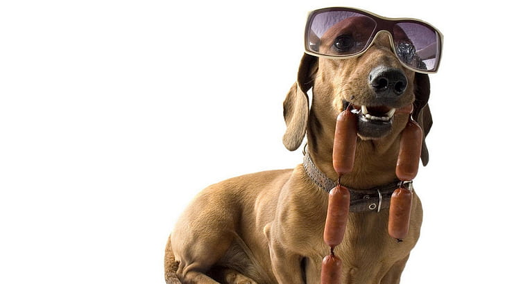 Bassotto, cane, occhiali da sole, salsicce, fresco, Sfondo HD